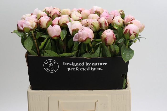 Paeonia Carl G. Klehm