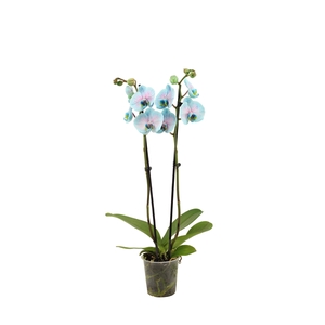 Phal I Am Bubblegum 2T14+