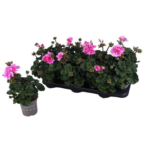 <h4>Pelargonium Zonale Lila</h4>
