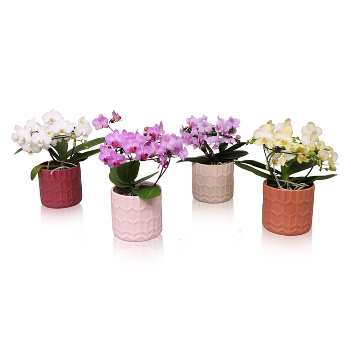 <h4>Phal. Multi vorm mix "Blossoming Beauty" in BGC944 Hexagon</h4>