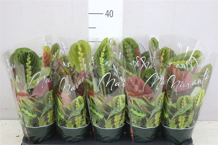 <h4>Maranta Fascinator</h4>
