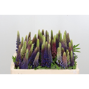 Lupinus