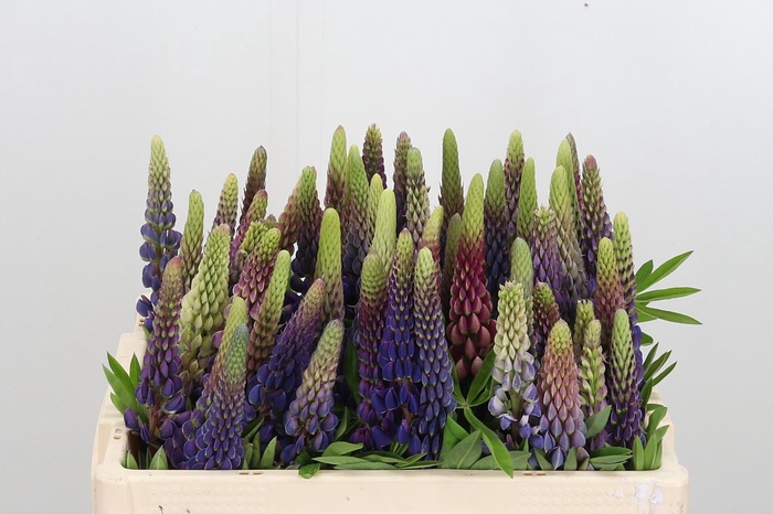 <h4>Lupinus</h4>