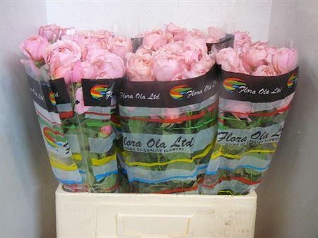 <h4>R Tr Julietta</h4>