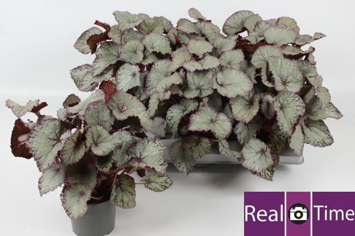 <h4>BEG HAWAIIAN SILVER</h4>