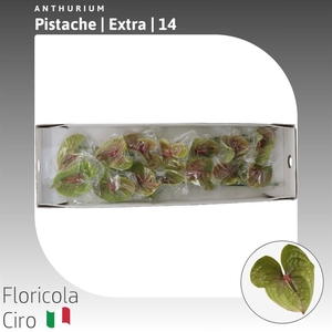Anthurium Pistache | Extra
