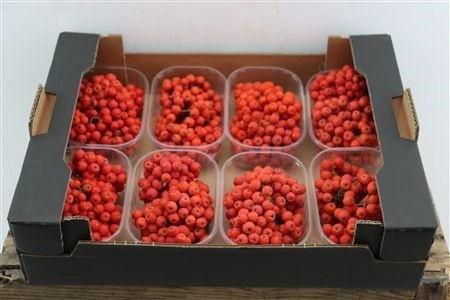 <h4>SIERFRUIT BAK</h4>