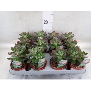 Echeveria pulvinata 'Devotion'