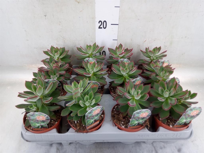 <h4>Echeveria pulvinata 'Devotion'</h4>