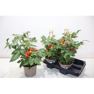 arr8 Tomatenplanten