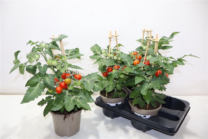 <h4>arr8 Tomatenplanten</h4>