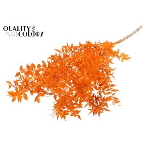 Ruscus 70cm 5 pc/bunch Orange (2x5 bunch/poly)