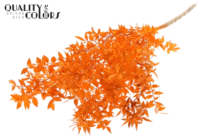 Ruscus 70cm 5 pc/bunch Orange (2x5 bunch/poly)