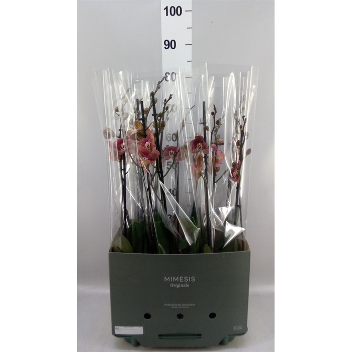 <h4>Phalaenopsis  'Ant Toulon'</h4>