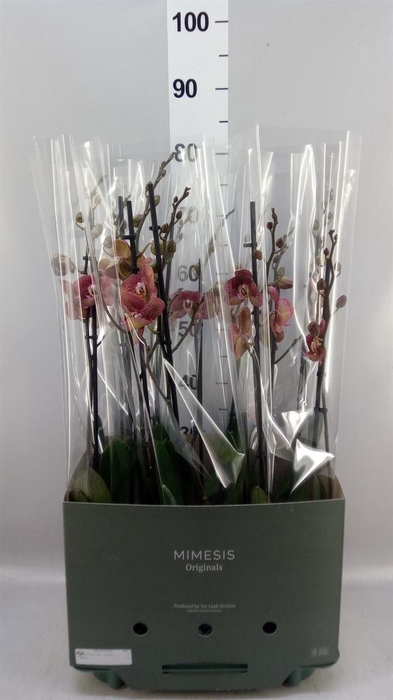 Phalaenopsis  'Ant Toulon'