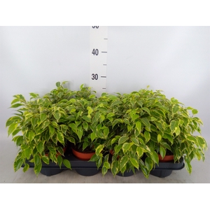 Ficus benja. 'Kinky'