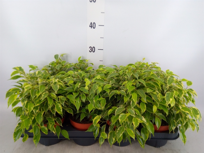 <h4>Ficus benja. 'Kinky'</h4>