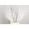 Betula Bs White FST