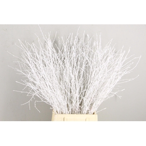 Betula Bs Paint White