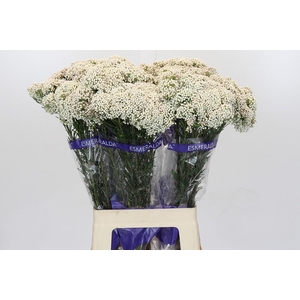 Ozothamnus Cooks Snow White