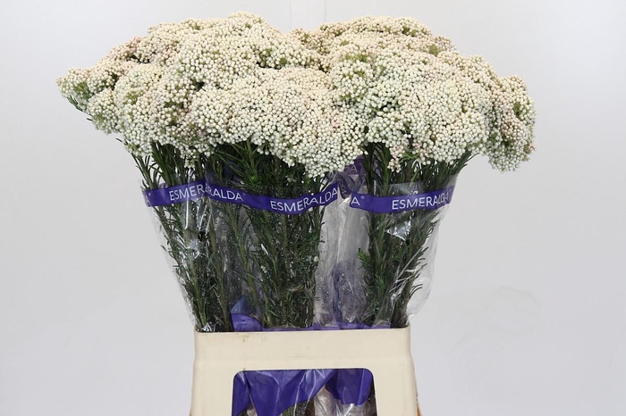 <h4>Ozothamnus Cooks Snow White</h4>