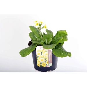 Primula elatior Veristar Lemon