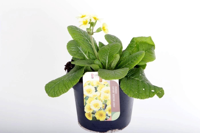 <h4>Primula elatior Veristar Lemon</h4>