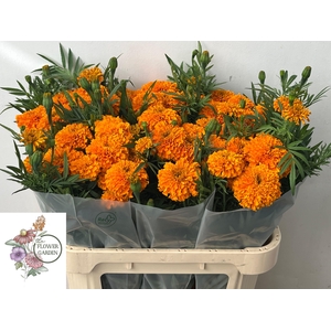 TAGE E CO DEEP ORANG