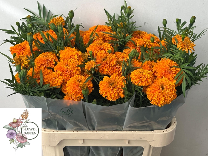 <h4>TAGE E CO DEEP ORANG</h4>