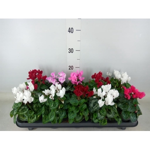 Cyclamen KL 'Verano'