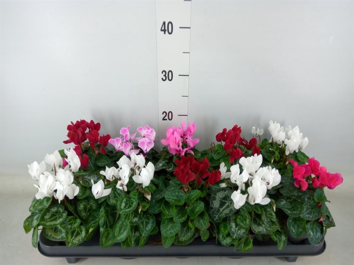 <h4>Cyclamen KL 'Verano'</h4>