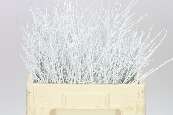 <h4>Vac Huck White</h4>