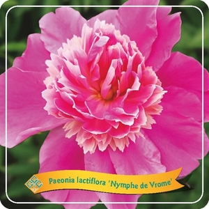 Paeonia lactiflora 'Nymphe de Vrome' C5