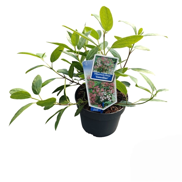 <h4>Viburnum tinus ‘Gwenllian’</h4>
