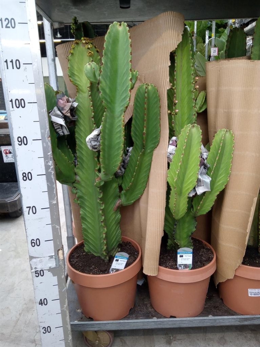 <h4>Euphorbia ingens</h4>