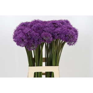 Allium Gladiator