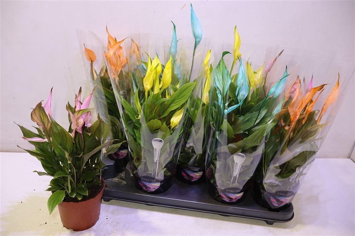 <h4>arr8 Spath Bellini</h4>