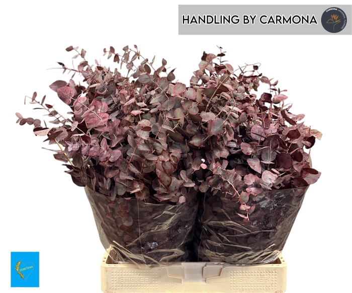 <h4>EUCALYP KLB BS H%</h4>