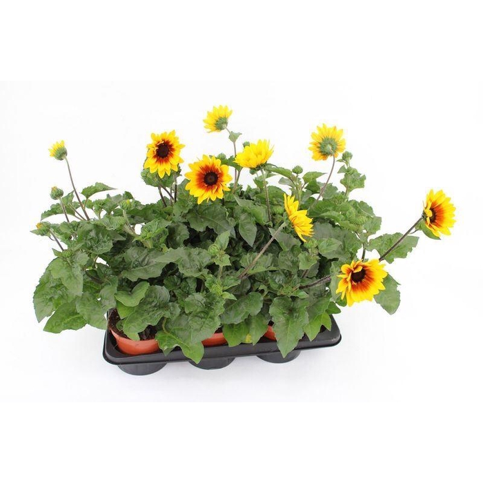 <h4>Helianthus an. 'Sunb Brown Eye Gir'</h4>
