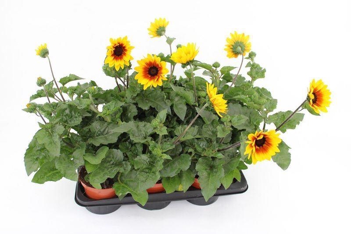 Helianthus an. 'Sunb Brown Eye Gir'