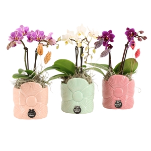 21867: Lovess arrangement