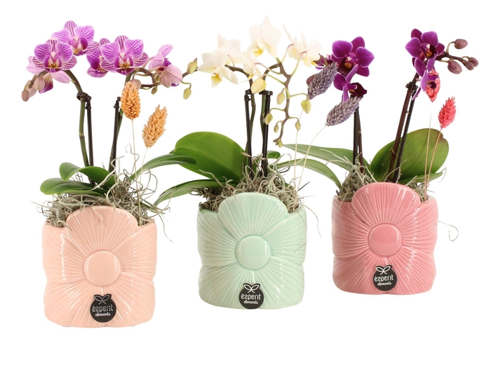 <h4>21867: Lovess arrangement</h4>