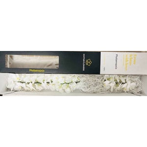 PHAL OV PER BLOEM Licht Rose