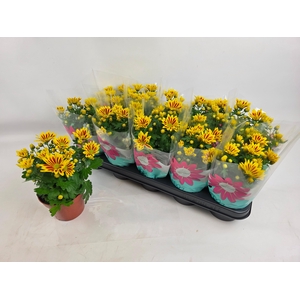 CHRYS RAINB LA WORTH