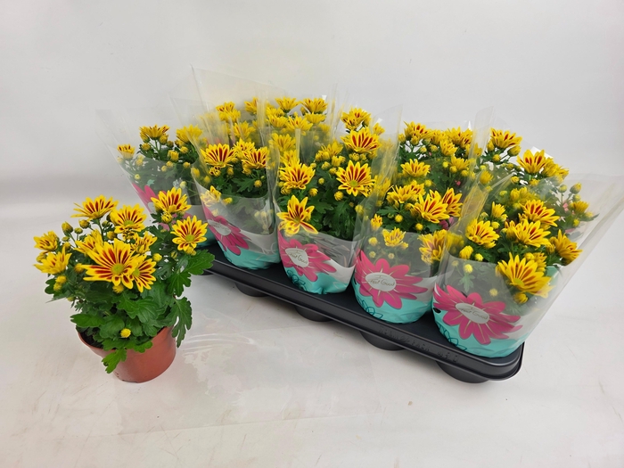 <h4>CHRYS RAINB LA WORTH</h4>