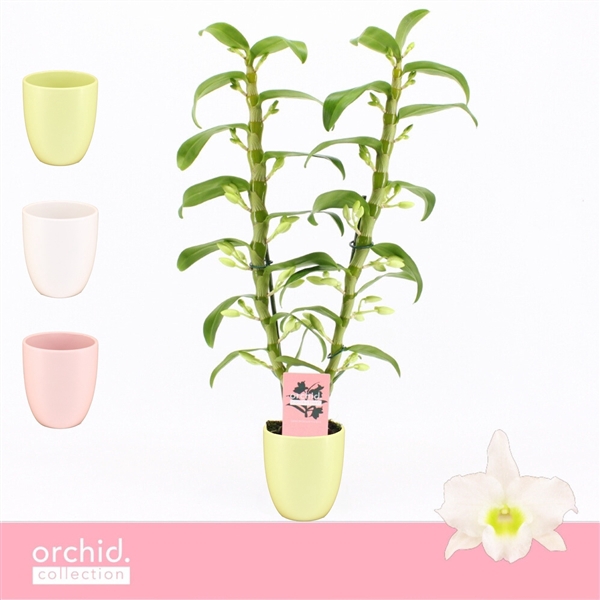 <h4>Dendrobium Nobilé, Apollon 2-spike in Lotte Mix 'Orchid Collection'</h4>
