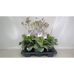 Limonium  'Salt Lake'