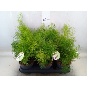 Asparagus dens. 'Sprengeri'