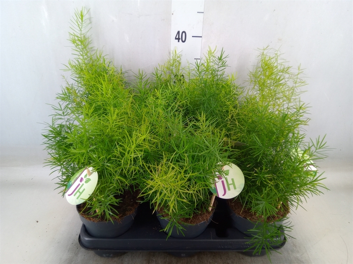 <h4>Asparagus dens. 'Sprengeri'</h4>