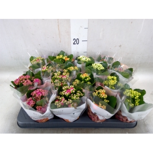 Kalanchoe blos. 'RoyalDon'   ..mix